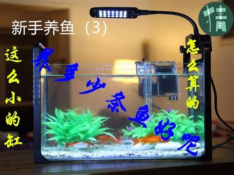 魚缸要養幾隻魚